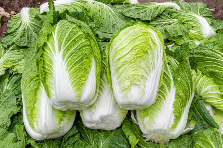 実は避けたほうがいいかも!?野菜のプロが教える白菜の「もったいない」食べ方3選