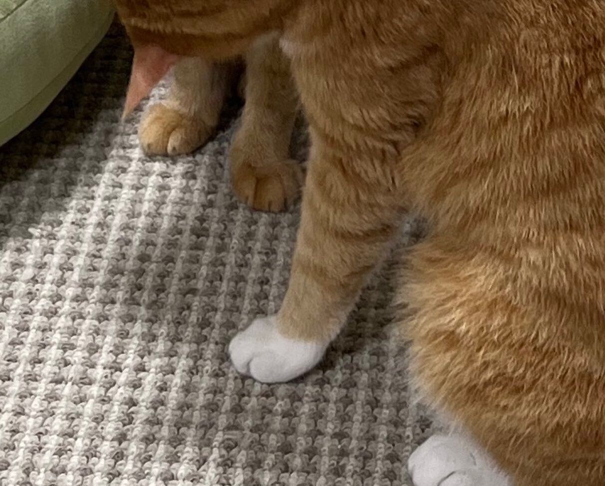 にゃんこがにゃんこにまさかの“カツアゲ”!?肩に前足をかけて、顔をのぞきこむ姿が「もうそれにしか見えない」と話題に！