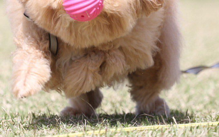 「全然ボールが取れない」ビションプーに17万いいね!!必死に追いかけるも空振り4連発に「ずっと取れないままでいてほしい」とほっこりする人続出！