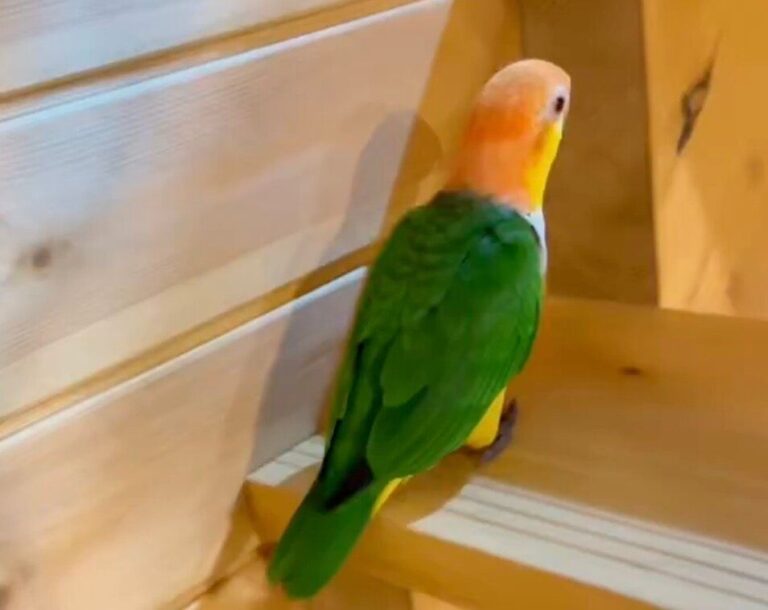 階段を上るのに、「羽を忘れたインコ」が話題に！一段一段、健気に上る姿に、2.2万いいねと「無限に見ていられる」の声