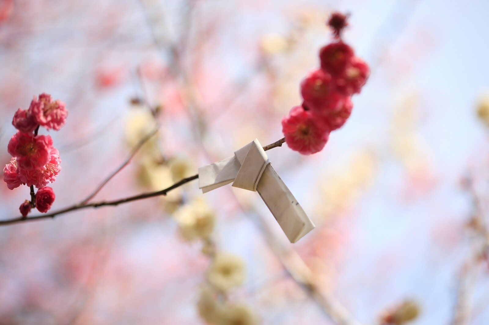 【お賽銭はいくらが正解？】運気を上げる初詣のルール9【Dr.コパの風水解説】