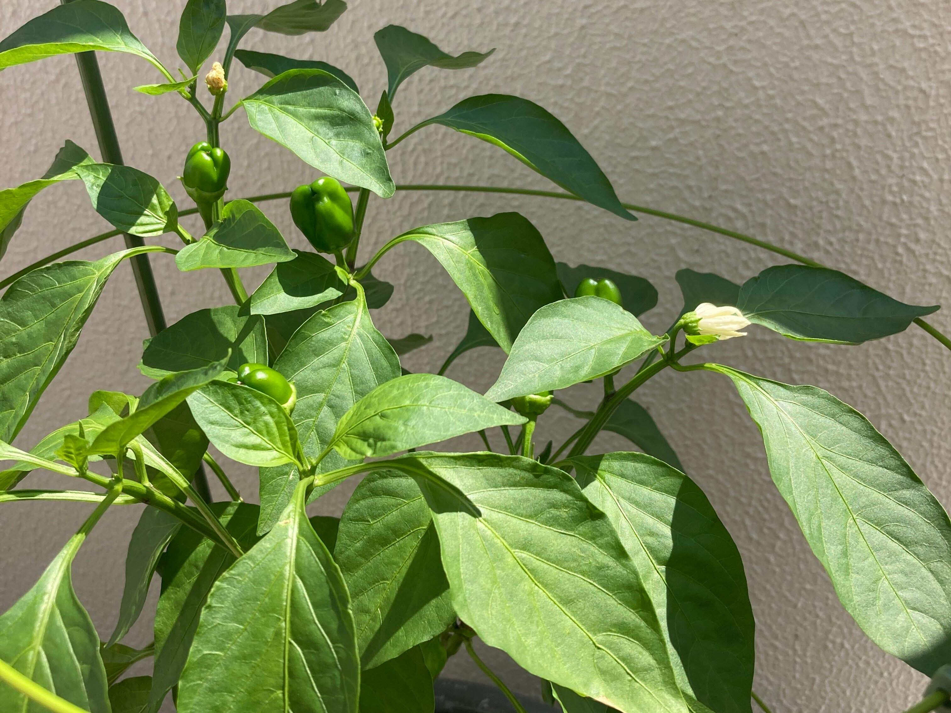 【物価高に負けない！】地味に効く！自然と食費が減る暮らし方のコツ