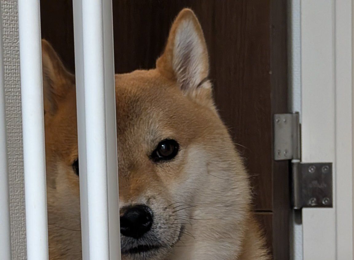 感情をもろに表現する柴犬！テーブルから持ち出した袋を抱えて、飼い主の食後にもの言いたげな瞳で見つめる姿に「ごめんね」