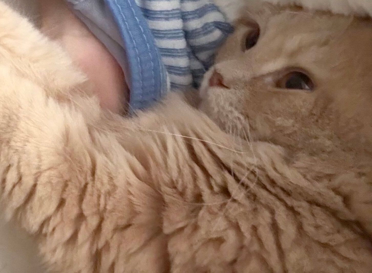 「なんか息苦しいなと思ったら」お昼寝中、愛猫に鼻と口をふさがれた!?そのかわいすぎる理由に、思わず胸まで苦しくなる！