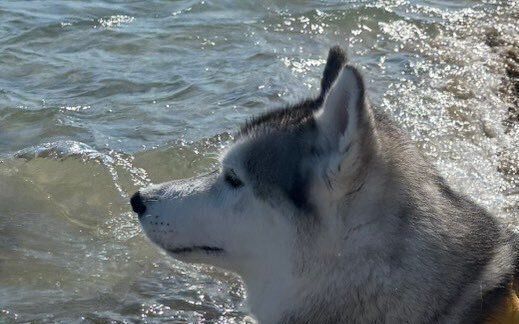 凛々しい表情で海を見つめるハスキー犬。「救助犬ですか？」と聞かれるも、「いえいえ、泳ぎは苦手です」!?かっこいい見た目とのギャップに、7.6万人が胸キュン！