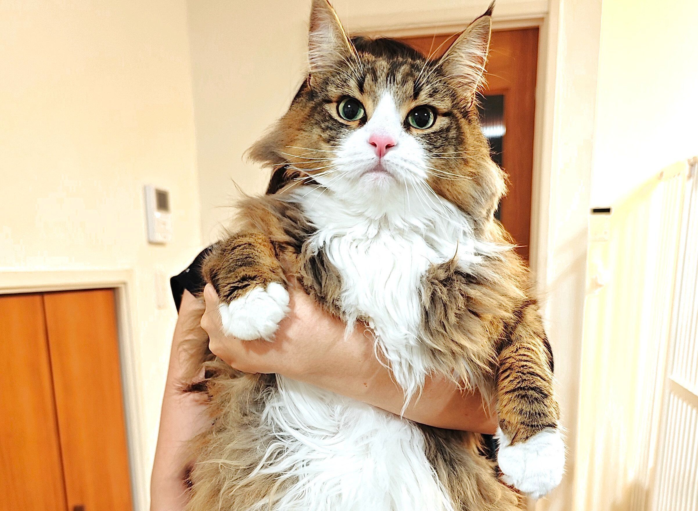 ノルウェージャンフォレストキャットの姉妹の大きさを比べてみると?!驚きの差に「どっちも可愛い」の声