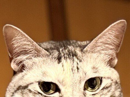 マットレスがキャットタワーに変身！掃除中の飼い主さんをドヤ顔で見守る猫ちゃんがかわいくて癒やされる