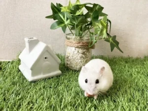 こうむらゆうこ