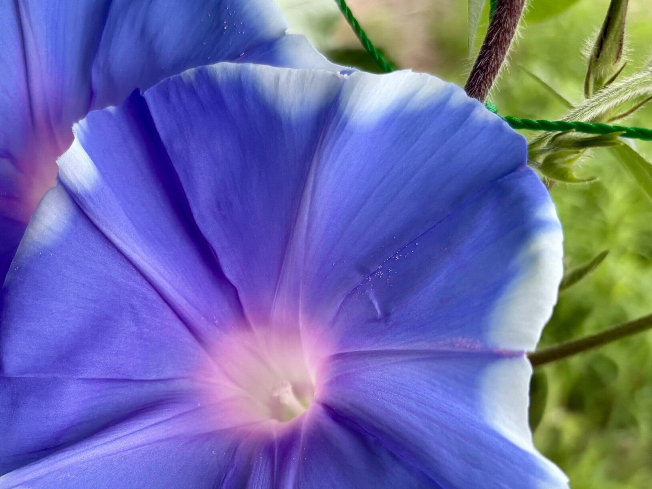 1999年小学1年の生活科で育てた朝顔が27代にわたって花開く。母娘がつないだ鮮やかな姿に5.8万いいね