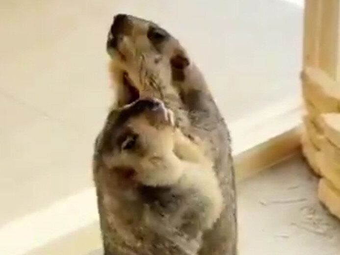 乱入？仲裁？あっちもこっちもギュイーン！子マーモットたちのケンカごっこがかわいすぎて目まぐるしい