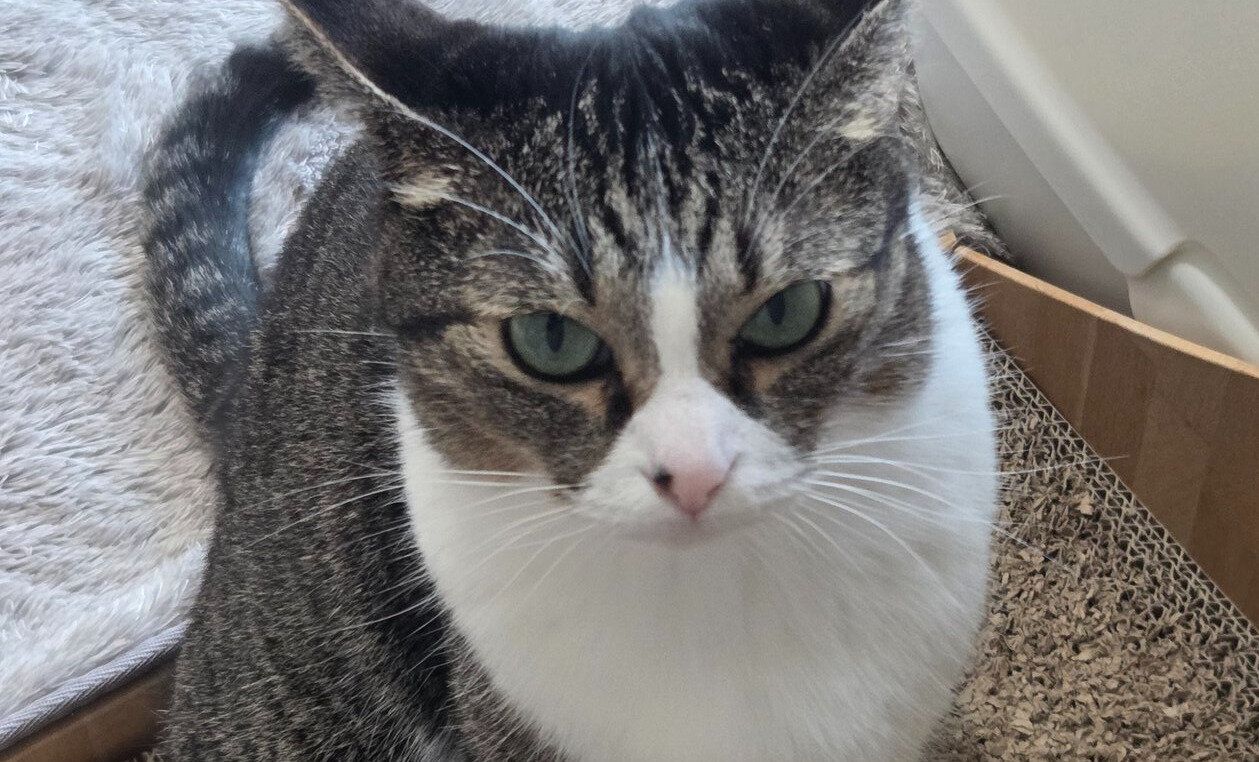 何もしていないのにイカ耳で怒っている愛猫。かわいらしい怒り顔に「かまってにゃんかな？」の声と1.7万件いいね