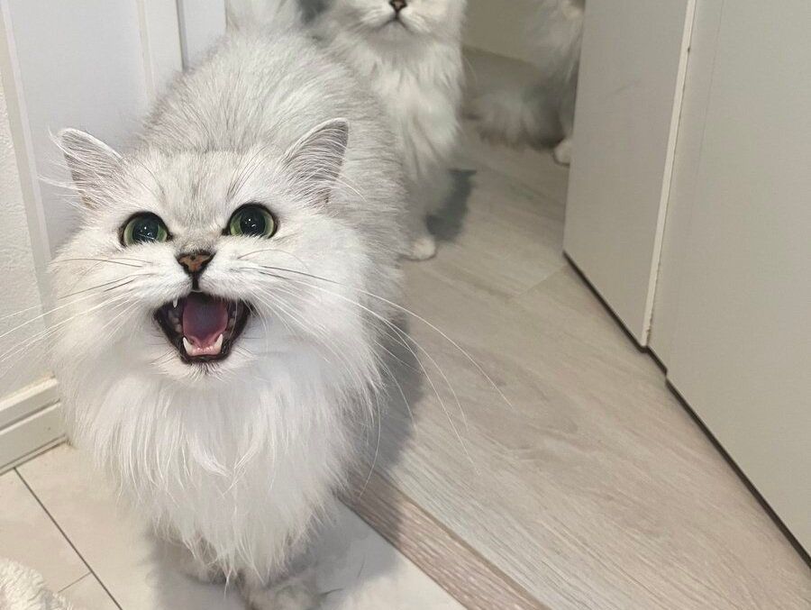 猫は弱っている人に優しい？ぎっくり腰になった飼い主への気遣いを感じる行動の変化に、万バズの反響