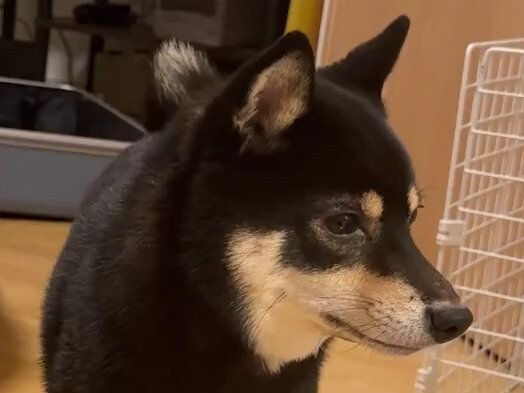 「お手は？」飼い主さんの声に応えた柴犬が、全力の空振り!?「惜しくてかわいい」「スカッて聞こえそう」