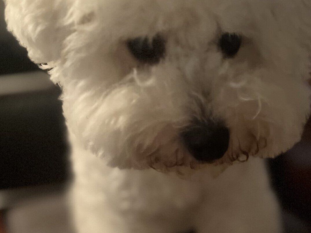 素直な表情がかわいすぎ！いつもより短いお散歩にしょんぼりするワンコ。その後のお出かけでニコニコ笑顔へ