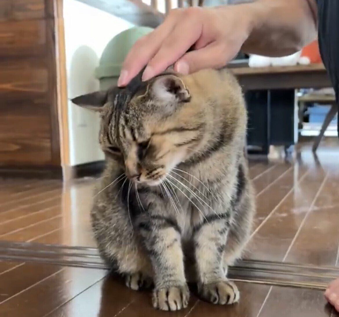 撫で撫でする手を止めると「もうちょっと撫でて」と催促する愛猫。そのかわいい姿に「ずっと撫でてあげたい」の声