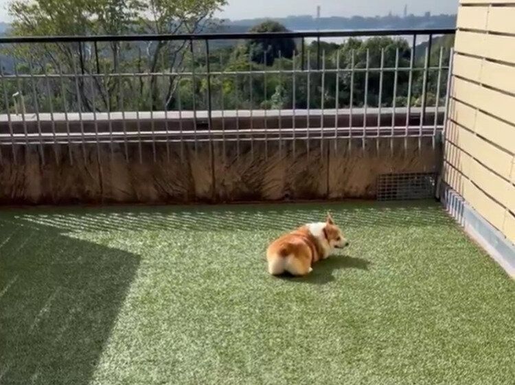 旅先で宿泊したホテルのテラスを気に入ったコーギー！楽しそうに転がりまわる姿に2.1万「いいね」が集まる