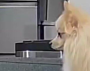 留守番中、どうしても一緒に遊びたいポメラニアンと、華麗にスルーし続けるポメペキが話題に！スルースキルが高すぎて「一瞬静止画かと思った」の声も