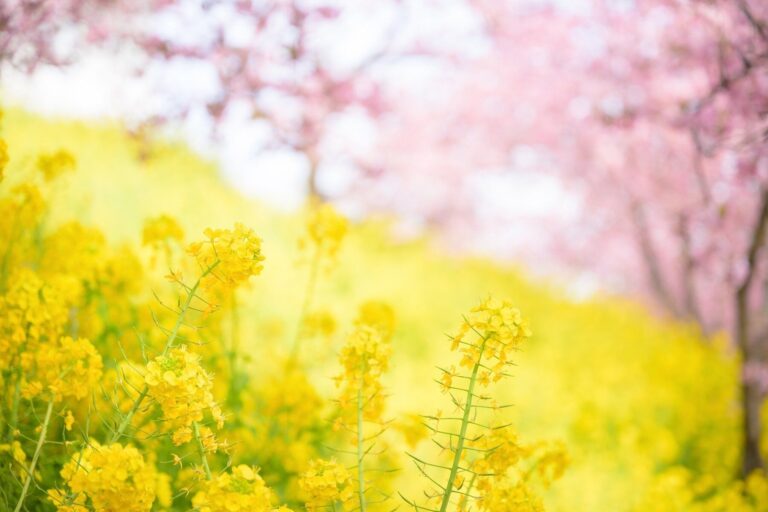 3月にやると“一生お金に困らない”アクションとは⁉暮らしを豊かにする2026年3月の開運風水【Dr.コパの風水解説】