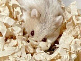 「あれ？」呆然とするハムスターに4万いいね。お掃除されたケージのすみでポツンとする姿が愛嬌たっぷり