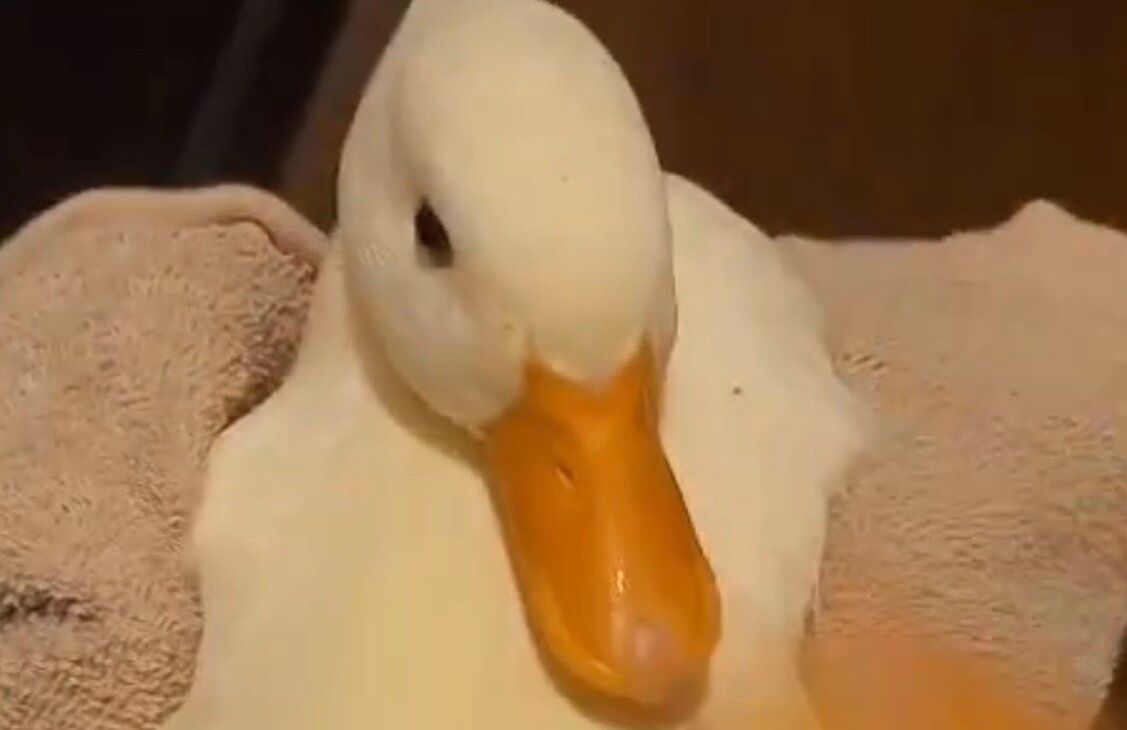 コールダックのイヤイヤ期!?脱衣所で長居していたら飼い主に捕まってしまい足をジタバタ！あまりのかわいさに「アヒル界のスター」と15万人が悶絶