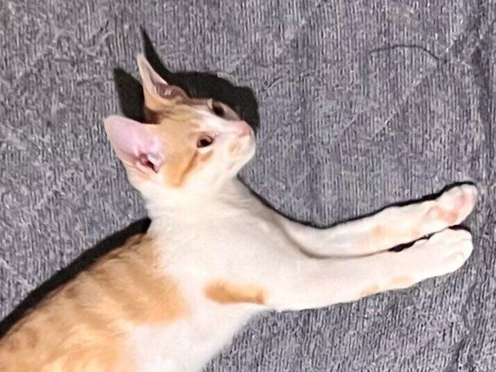 どうやって寝たと思う？1頭のワンコと2匹のネコちゃんに囲まれて眠る飼い主さん。狭くても幸せならOK