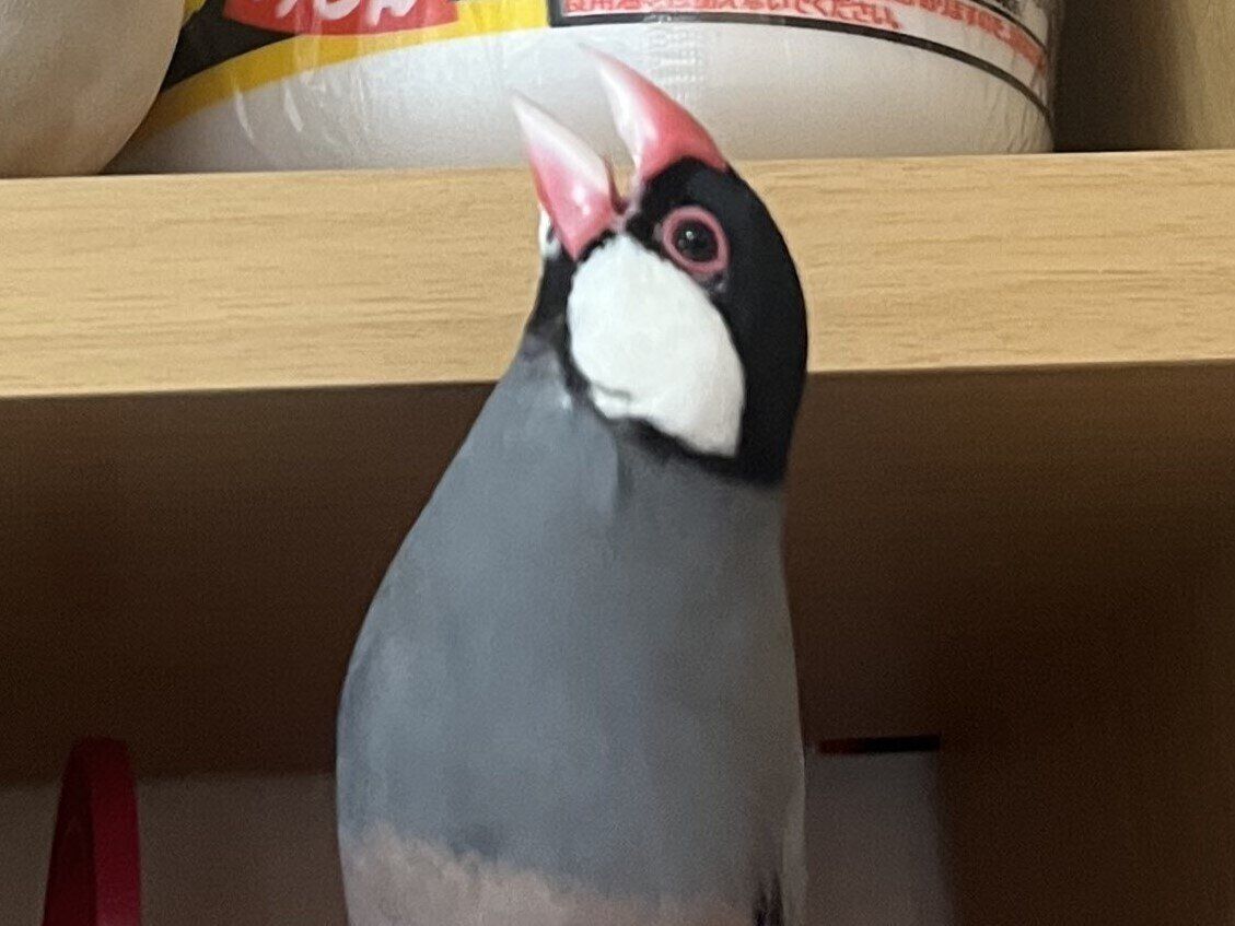 今日の文鳥マンションは、住民全員お怒り!?大きくくちばしを開けて主張する4羽の文鳥たちがかわいすぎる