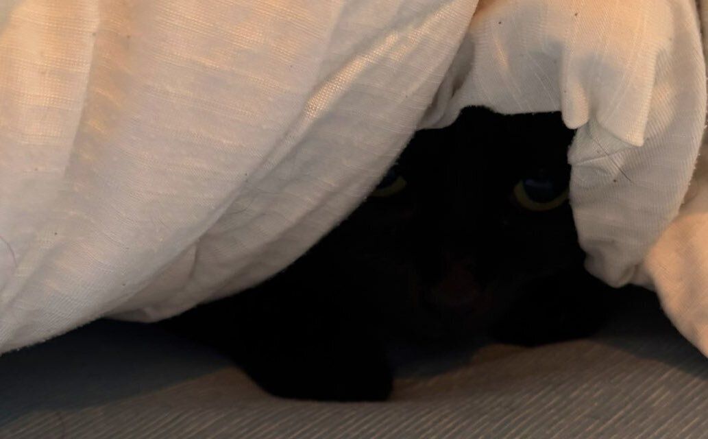 知らない人が家に来て、布団に隠れてしまったにゃんこ。心配した飼い主にだけ見せた“ある行動”に、「かわいすぎてグヴッて声出た」と25万人が悶絶！