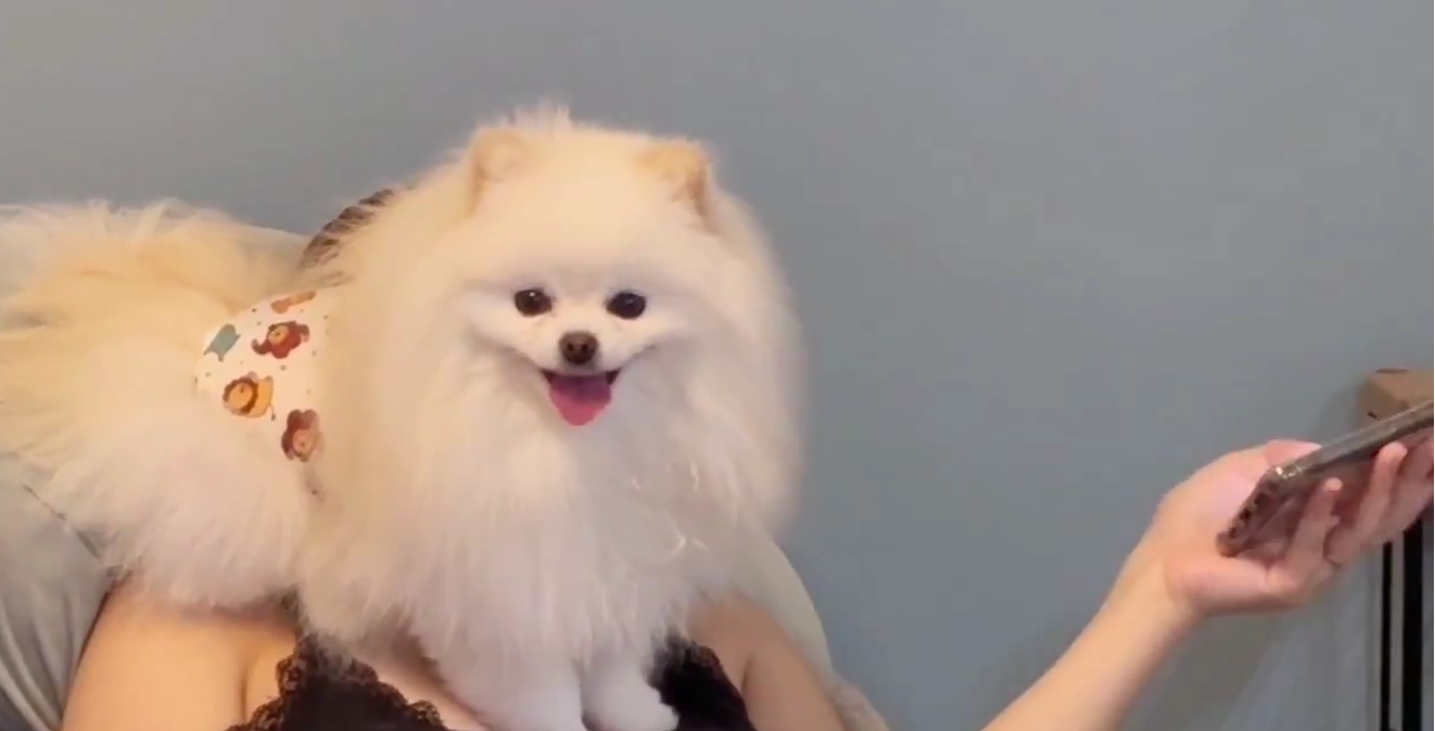 飼い主さんの顔をしっぽでふさぐワンコに思わずクスッ！「何も見えない」それでも妖精さん級のかわいさ