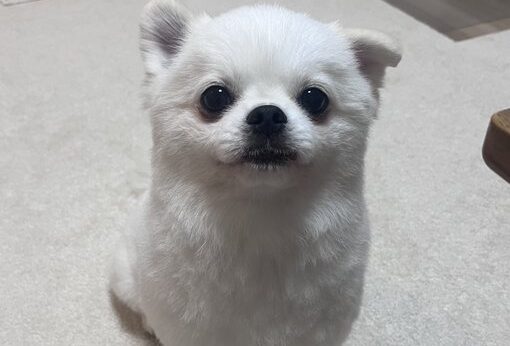 お耳が隠れるとアザラシのように見えるペキポメ。「お耳があるときもないときも愛おしすぎる」の声集まる