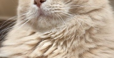 許さにゃい!!猫カフェへ行った飼い主さんに対し、嫉妬心をあらわにする猫ちゃんが「いとおしすぎる」