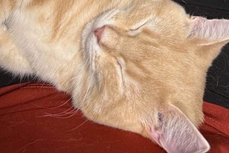 リモート会議中「こんなことしているなんて内緒」爆睡する愛猫を愛でながら仕事をする飼い主に2.6万いいね！「在宅ワークの特権」の声も