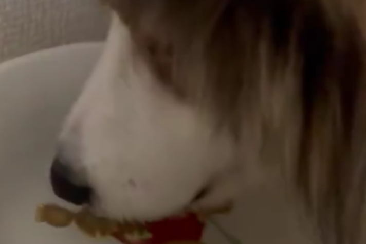 鼻息で水をぷくぷく～！新しい遊びを覚えたシェルティがかわいくて1.6万いいね「頭いい」「大発見だね」