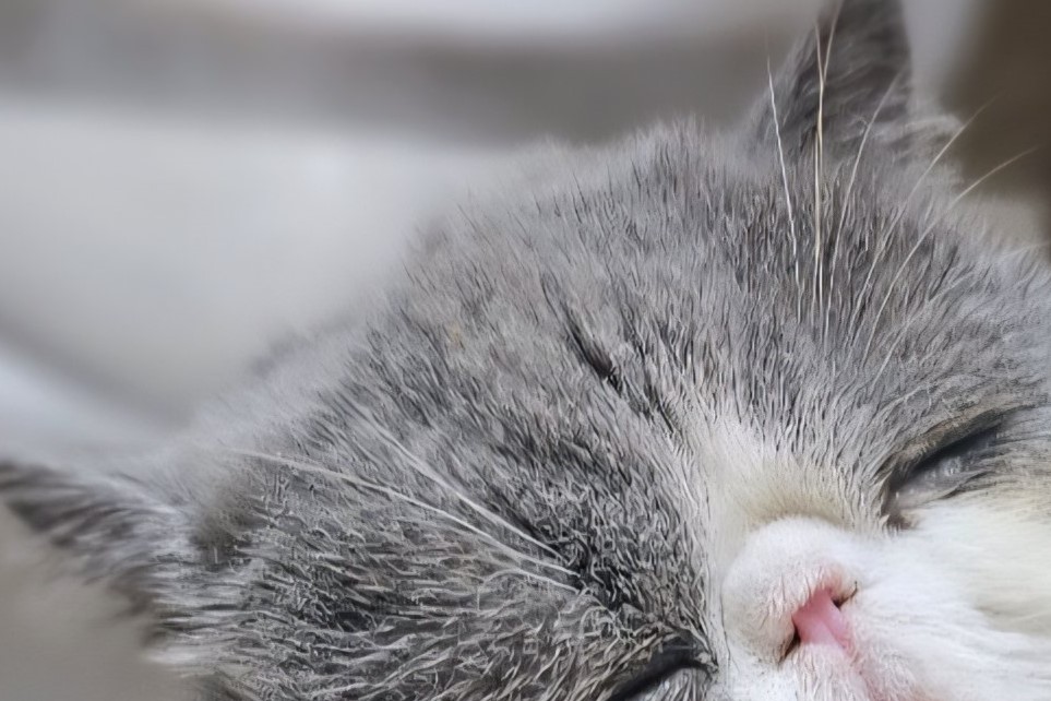 寝落ちしちゃった!?猫ちゃんのなんとも言えない寝顔に「かわいすぎ」「もはや罪」「親近感が湧く」の声