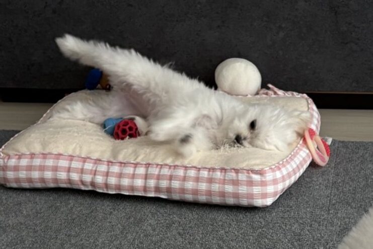 まるでブレイキングダンスを踊っているような子犬の姿が話題！