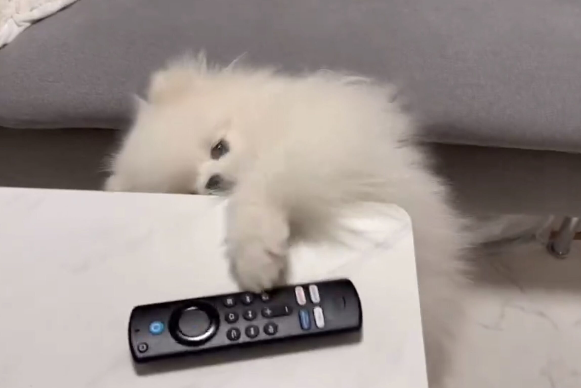 リモコンが大好きなポメラニアン！飼い主に“ちょうだい”とお願いするポーズが「かわいすぎる」と話題