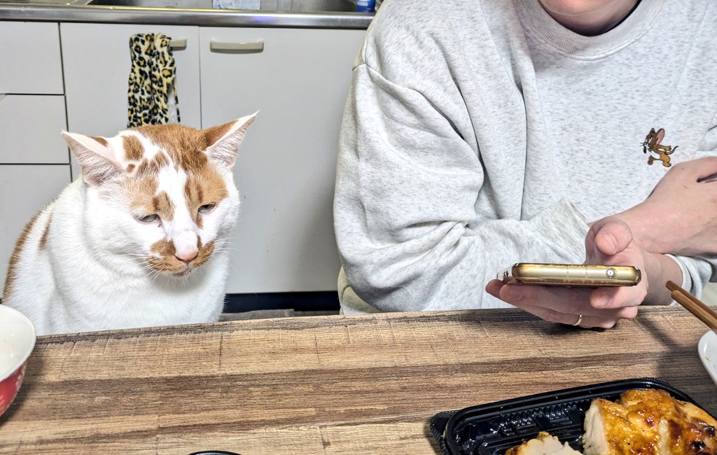 クールな表情で晩酌に付き合ってくれる愛猫に2.2万いいね！「癒される」「かわいすぎる」とほっこりする人続出！