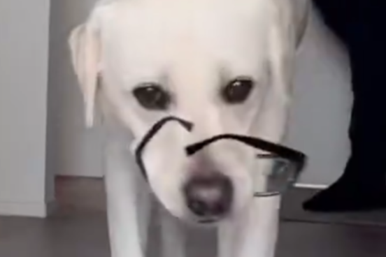 終わらない追いかけっこ！ごきげんなメガネ泥棒の正体とは…？