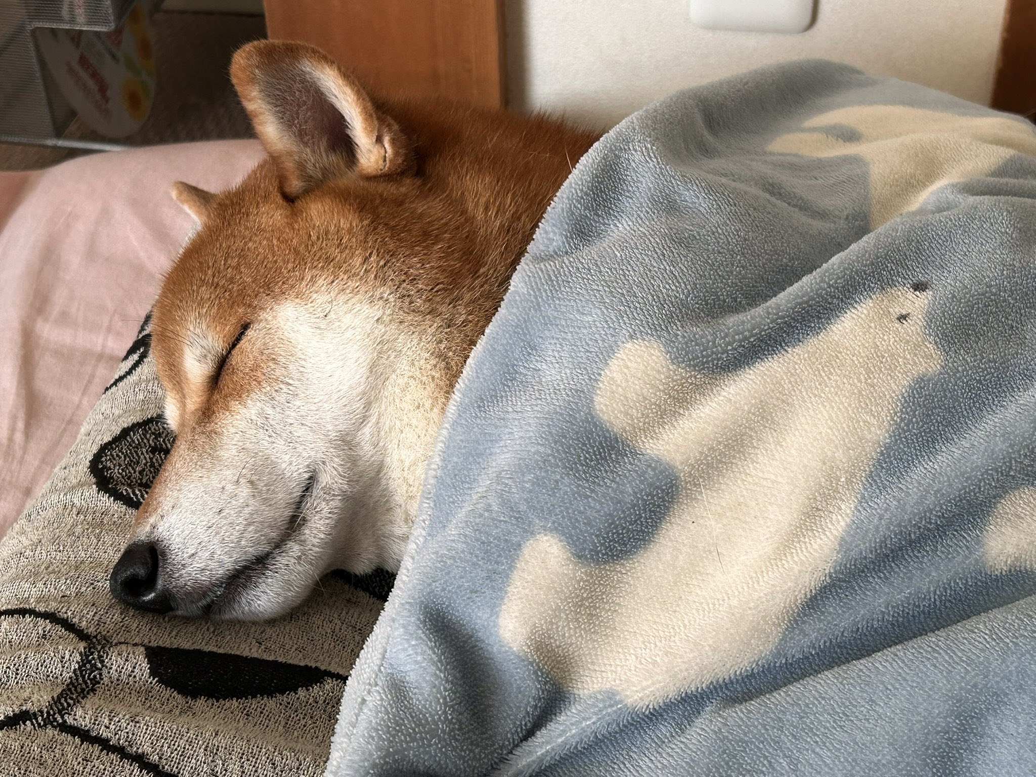 ママとパパの布団の中でスヤスヤと眠る柴犬。まるで人間の子どものような姿に2.6千件いいね