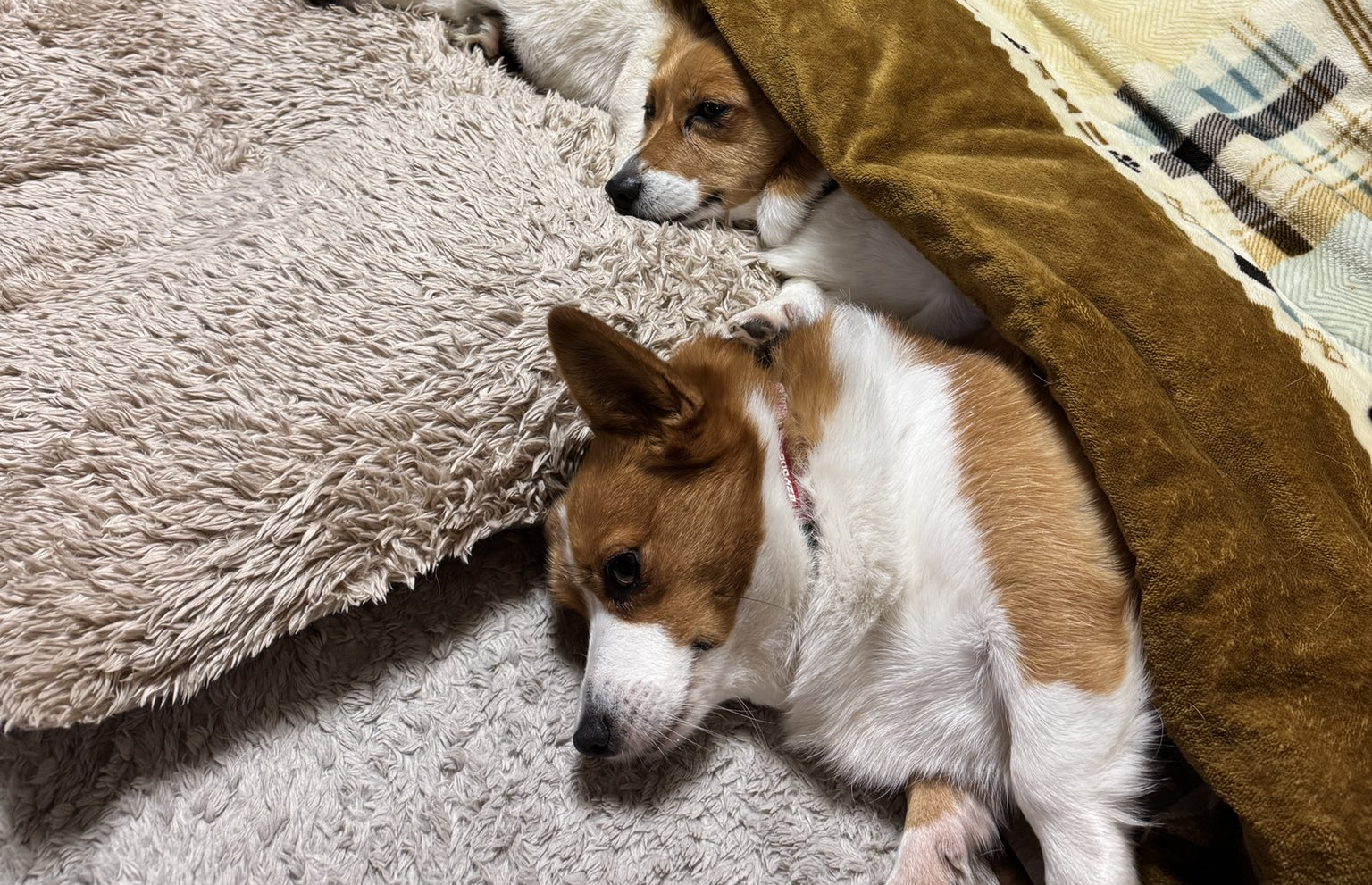 こたつでダメになる人間と犬。一緒にくつろぐ5匹の姿に「幸せ空間」の声