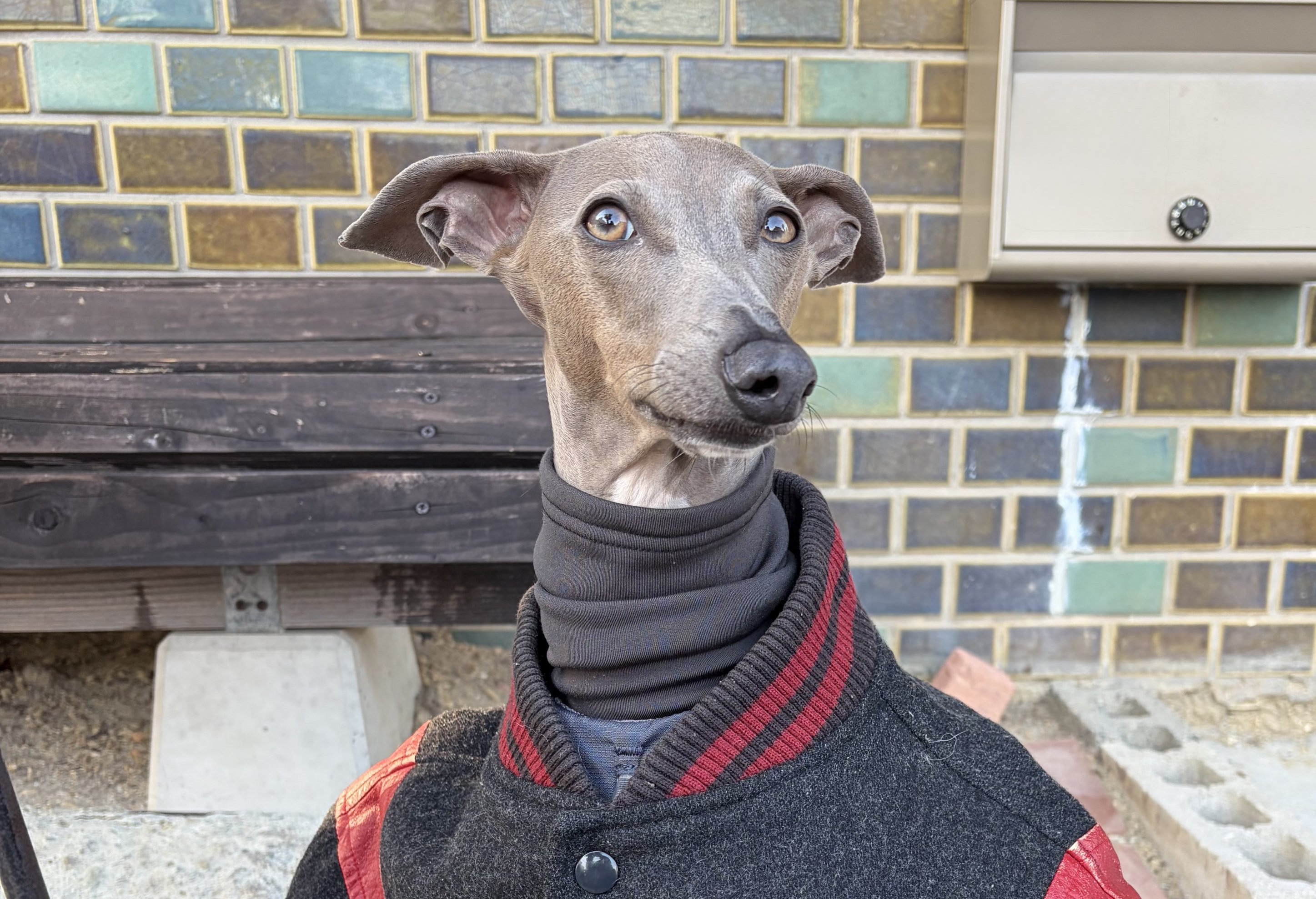 人間の服を完璧に着こなすスタイリッシュなわんこに絶賛の声