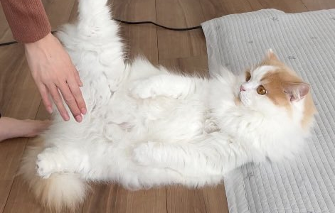 爪切りが苦手な猫が必死に抵抗する姿にかわいいの声の嵐