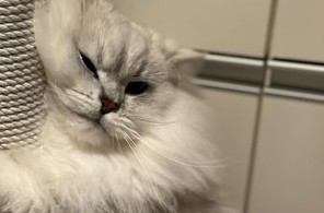 「爪研ぎの使い方間違ってますよ」新しい爪研ぎにむぎゅーっ！と抱きつくチンチラが話題に！1.5万いいねと、「かわいすぎる」「酔っ払っている？」の声も