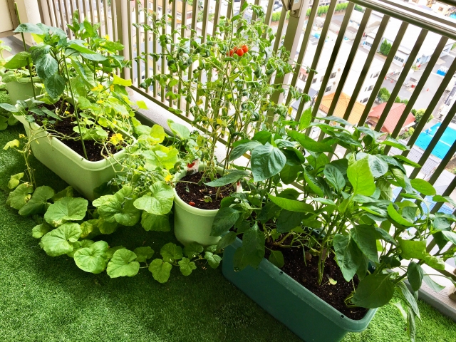 ベランダに小さな「ご褒美」を。心と食卓がふんわり潤う、お手軽“家庭菜園”