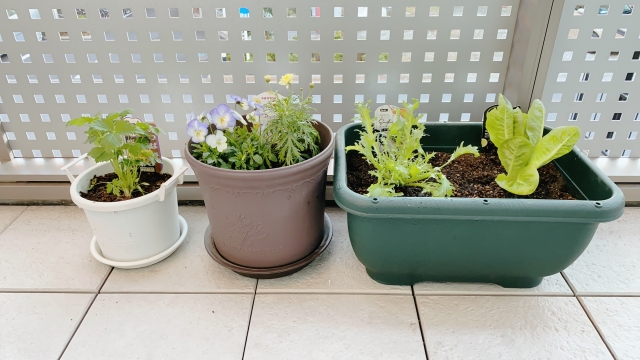 庭がなくても大丈夫！初心者でも大収穫できる「プランター菜園」のコツ