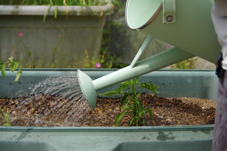 初心者でも大丈夫！真夏の植物を元気に育てる「水やりの基本」と楽しむコツ