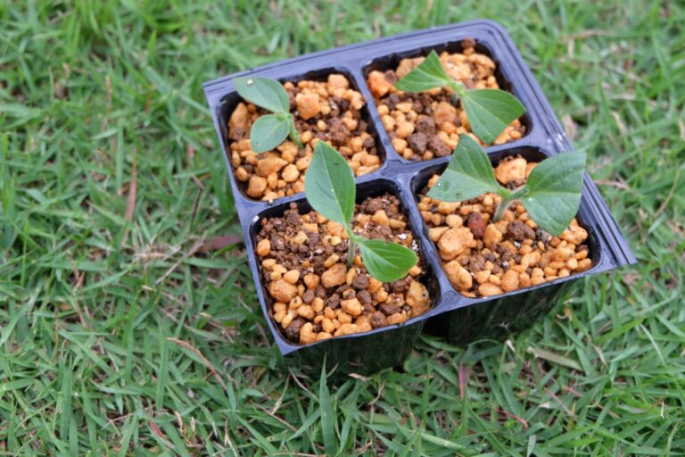 初心者でもできる！10月中にやってみたい「切り戻し」と「挿し木・挿し芽」
