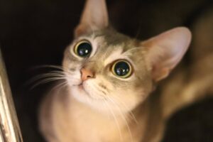 ねこやま大吉